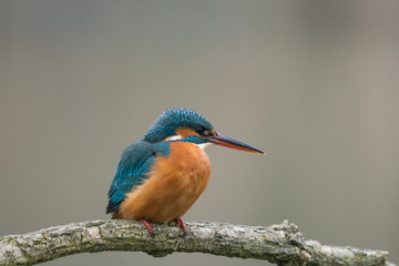 Common Kingfisher (Alcedo atthis)