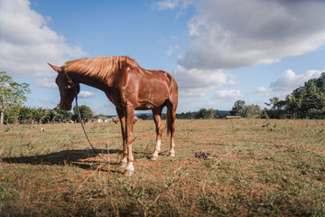 Obraz na płótnie Canvas A Horse on a farm in Vinales, Cuba. 