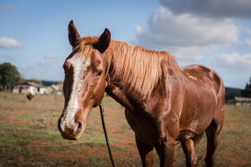 Obraz premium A Horse on a farm in Vinales, Cuba. 