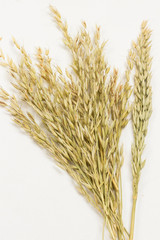 Spikelets of oats. Healthy carbohydrates