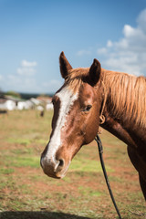 A Horse on a farm in Vinales, Cuba. 
