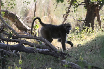 Baboon monkeys savanna africa mammal