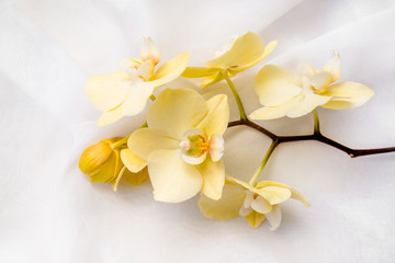 Naklejka na ściany i meble The branch of yellow orchids on white fabric background