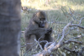 Baboon monkeys savanna africa mammal