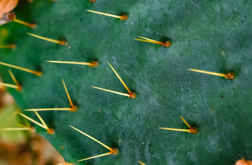 Natural texture of cactus. Image of the spines of a green cactus photographed close-up outdoors. Texas. Image.