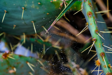 Natural cactus texture.Cactus needles. Macro. Chile