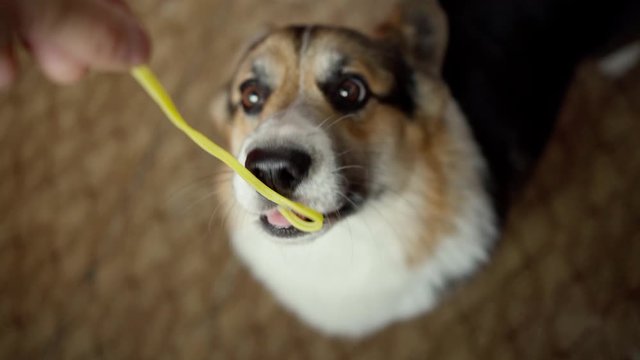 top view funny hungry dog Welsh Corgi Pembroke eating spaghetti Out Of Owner's Hand. 4K stock footage