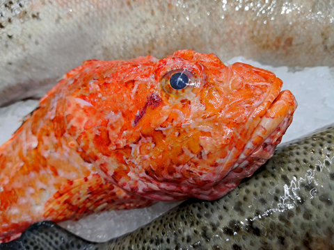 iskorpit bal; Scorpaena porcus