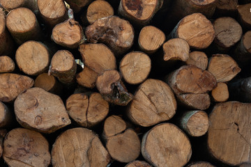 Pine cut logs stacked background