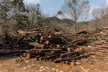Large piles of cut pine wood stacked in the wild