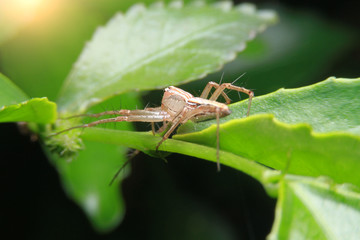 close up small spider on leaf.