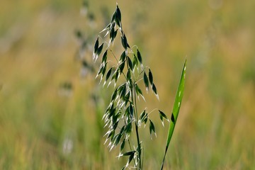 oats in a field in summer