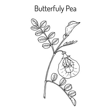 Butterfly pea litoria ternatea , or bluebellvine, medicinal plant