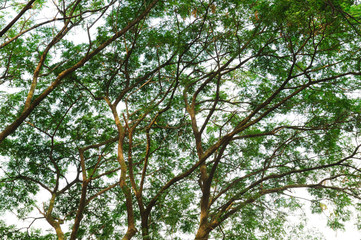 Green tree branches