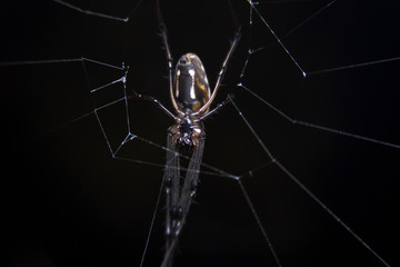 A black and yellow colour spiders is photographed close up, Black Widow Spider, macro picture,Natural background, colourful big and small spiders in nature, copy space