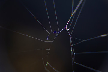 A black and yellow colour spiders is photographed close up, Black Widow Spider, macro picture,Natural background, colourful big and small spiders in nature, copy space