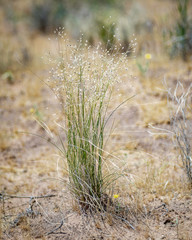USA, Nevada, Clark County, Toquop Wash. Indian Rice Grass (Stipa hymenoides) is a beautiful desert...