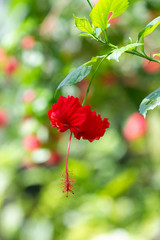 Red hibiscus rosa-sinensis flower