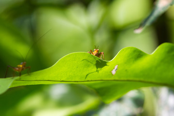 Close-up of cricket on a green leaf