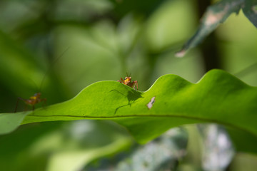 Close-up of cricket on a green leaf