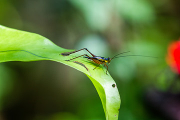 Naklejka premium Close-up of cricket on a green leaf