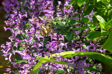Yellow and black swallowtail butterfly