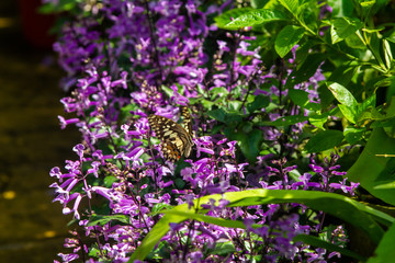Obraz premium Yellow and black swallowtail butterfly