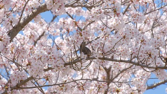 【動画素材】：　桜の木とヒヨドリ　ソメイヨシノ　春イメージ　小鳥　野鳥　