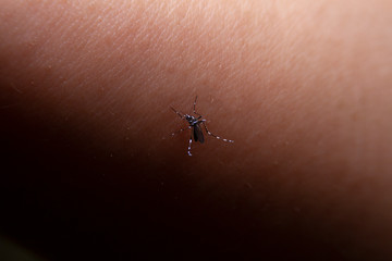 Close up a Mosquito sucking human blood,