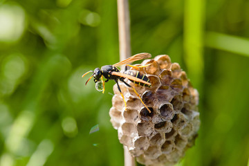 a wasp crawling along its nest with a drop of water