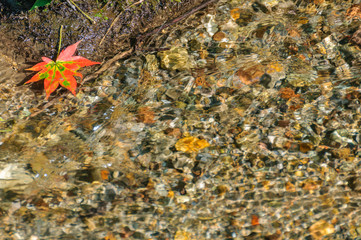 紅葉と清流