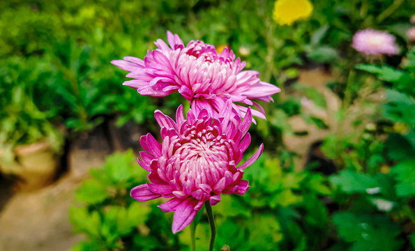 A beautiful flower of the pink chrysanthemum