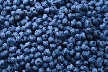 Fresh blueberry background. Texture blueberry berries close up.