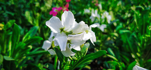 A beautiful flower of the Hoary stock