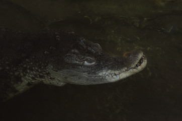 alligator looking for its possible prey