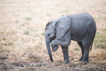 happy baby african elephant with family © gorgai