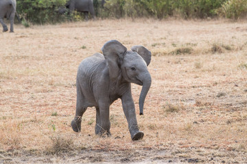 baby african elephant with family