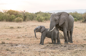 Fototapeta na wymiar baby african elephant with family