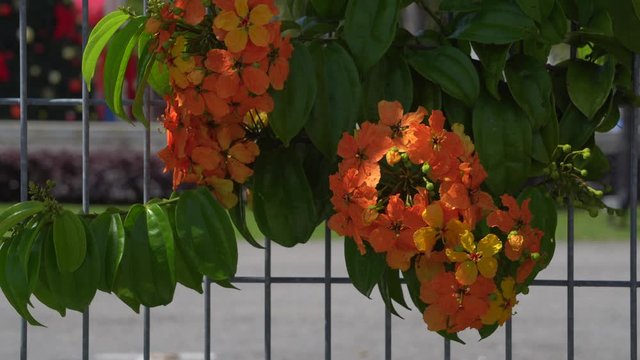 orrange flower with green leave background