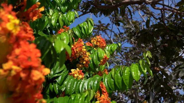 orrange flower with green leave background
