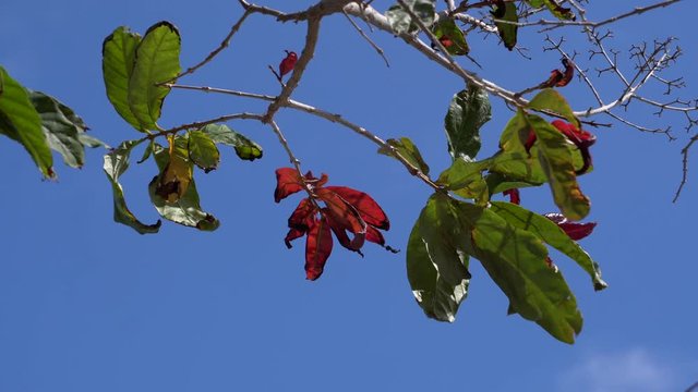 red leaf with blye sky background