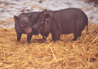 Side View Of Pigs On Straw