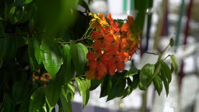 orrange flower with green leave background