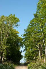森の中を登る一本道