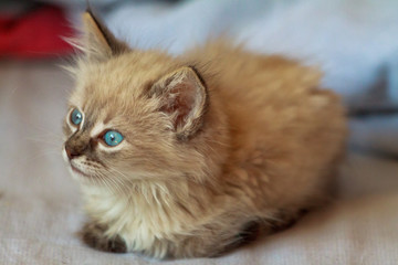 Kitten with blue eyes on reflective background