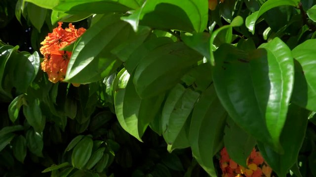 orrange flower with green leave background