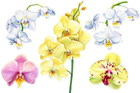 Set orchid flowers on an isolated white background, watercolor illustration, floral design, botanical painting