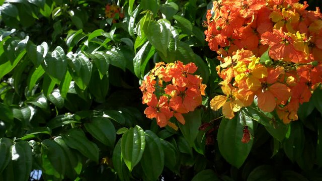 orrange flower with green leave background
