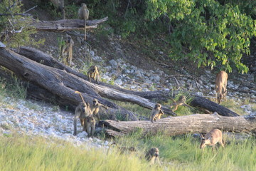 Baboon monkeys savanna africa mammal