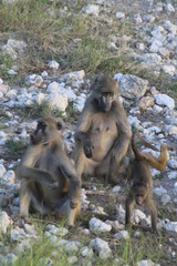Obraz premium Baboon monkeys savanna africa mammal